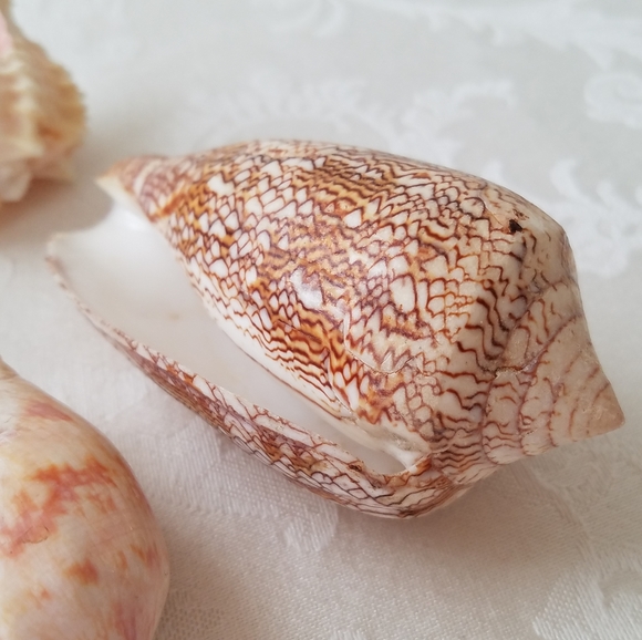 Natural Sea Shells - Picture 3 of 15
